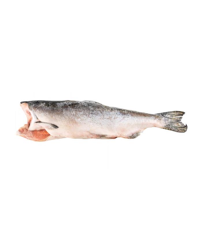 vg-sf-frzf-4.jpg Pink (Hump-Back) Salmon - Imagem 1